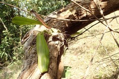 Coelogyne breviscapa